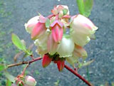 ブルーベリーの花