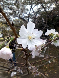 十月桜