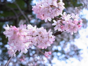 枝垂れ桜