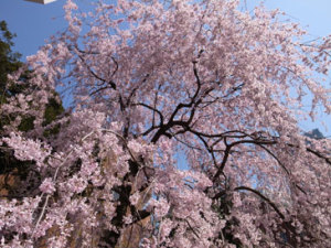 枝垂れ桜