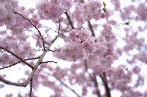 枝垂れ桜_3