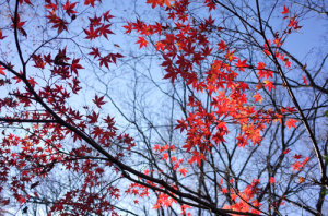 紅葉_2